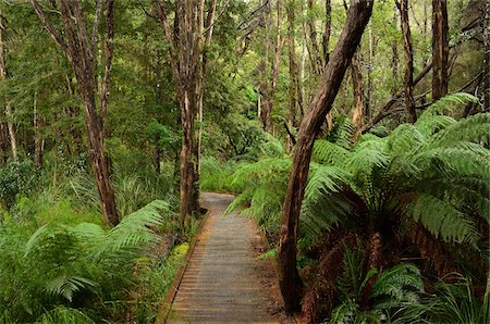 Forêt tropicale le long de la rivière Pieman, Corinna, Arthur-Pieman Conservation zone, Tasmania, Australie Photographie de stock - Rights-Managed, Code: 700-03907614