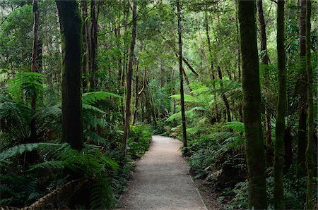 Sentier à travers la forêt pluviale tempérée, près de la rivière Nelson, Tasmania, Australie Photographie de stock - Rights-Managed, Code: 700-03907610