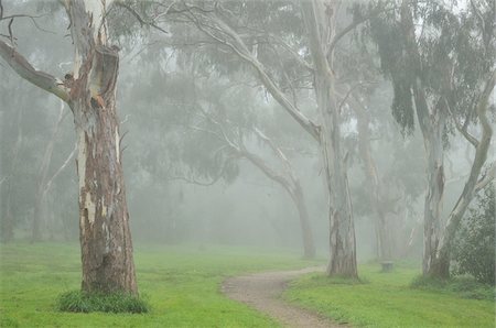 früh (frühzeitig) - Gum Bäumen, Yarra Bend Park, Melbourne, Victoria, Australien Stockbilder - Lizenzpflichtiges, Bildnummer: 700-03907624