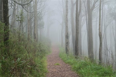 fraxinus - Mountain Ash Forest in Fog, Dandenong Ranges National Park, Victoria, Australia Foto de stock - Con derechos protegidos, Código: 700-03907627