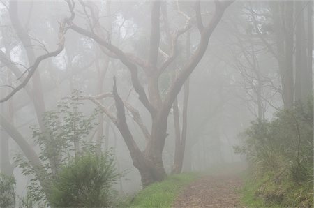 fraxinus - Mountain Ash Forest in Fog, Dandenong Ranges National Park, Victoria, Australia Foto de stock - Con derechos protegidos, Código: 700-03907628