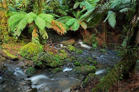 rock moss river - Temperate Rainforest, Tarra-Bulga National Park, Victoria, Australia Stock Photo - Rights-Managed, Code: 700-03907620