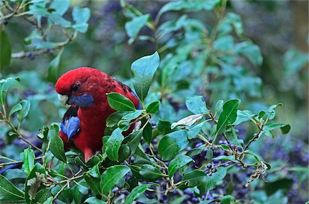 Crimson Rosella Parrot, Dandenong Ranges National Park, Victoria, Australia Stock Photo - Rights-Managed, Code: 700-03907635