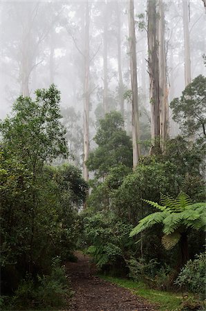 Path Through Mountain Ash Forest in Fog, Dandenong Ranges National Park, Dandenong Ranges, Victoria, Australia Foto de stock - Direito Controlado, Número: 700-03907637