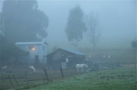 edificio agrícola - Farmhouse in Fog, Towong, Victoria, Australia Foto de stock - Con derechos protegidos, Código: 700-03907643