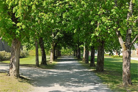 pasaje - Walkway Lined with Chestnut Trees, Bad Berleburg, Siegen-Wittgenstein, North Rhine-Westphalia, Germany Foto de stock - Con derechos protegidos, Código: 700-03958116