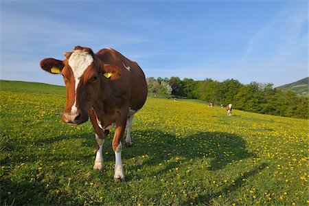 europe cow - Dairy Cow in Meadow, Wissinghausen, Winterberg, Hochsauerland, North Rhine-Westphalia, Germany Stock Photo - Rights-Managed, Code: 700-03958112