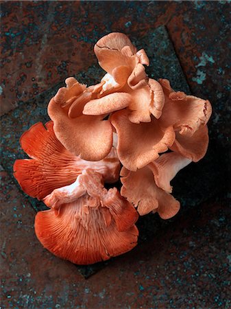 Pink oyster chanterelle mushrooms Fotografie stock - Rights-Managed, Codice: 824-07586238