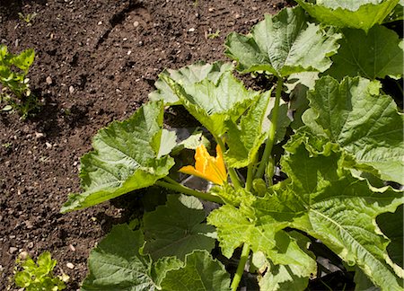 Courgette flower growing Stock Photo - Rights-Managed, Code: 824-02887714