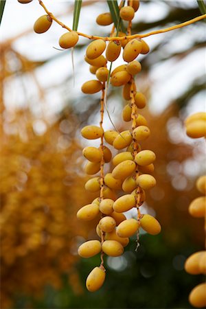 dates fruits - Dates Growing on Tree Stock Photo - Rights-Managed, Code: 824-02888131