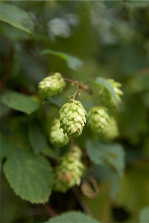 Hops Growing Stock Photo - Rights-Managed, Code: 824-02888132
