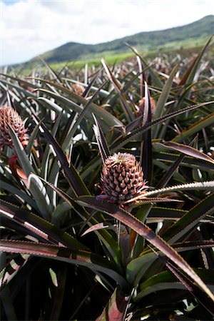 pineapple field pic - Pineapple Growing Stock Photo - Rights-Managed, Code: 824-02888205