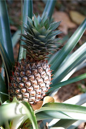 pineapple field pic - Pineapple Growing Stock Photo - Rights-Managed, Code: 824-02888206