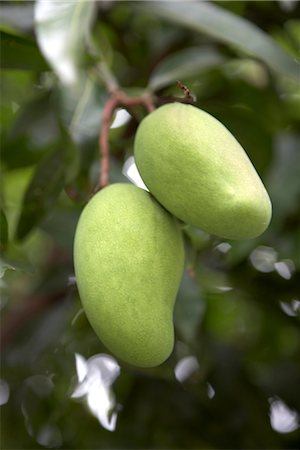 fruit trees pictures - Mango Growing Stock Photo - Rights-Managed, Code: 824-02888235