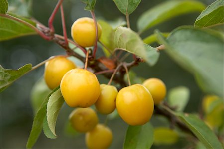 Crab Apple Fotografie stock - Rights-Managed, Codice: 824-02888241