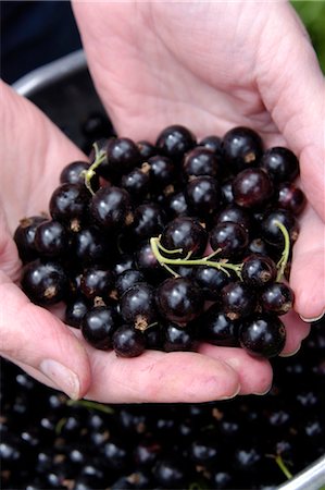 Blackcurrants (Ben Connan) Stock Photo - Rights-Managed, Code: 824-02888644