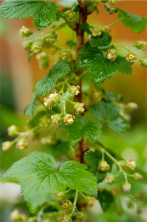 Black Currant Bush Growing in Garden Stock Photo - Rights-Managed, Code: 824-02888656