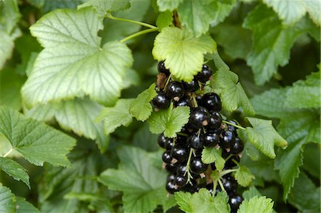 Blackcurrants (Ben Connan) ,Ben Sarek-Ben Lomond Cross Stock Photo - Rights-Managed, Code: 824-02888669