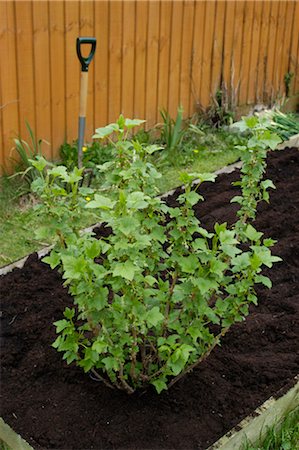 Black Currant Bush Stock Photo - Rights-Managed, Code: 824-02888674