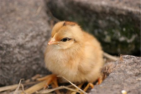 pollame - Baby chicks Fotografie stock - Rights-Managed, Codice: 824-02888959