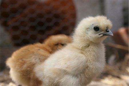 Baby chicks with hen Foto de stock - Con derechos protegidos, Código: 824-02888965