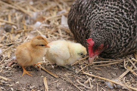 Baby chicks with hen Foto de stock - Con derechos protegidos, Código: 824-02888961