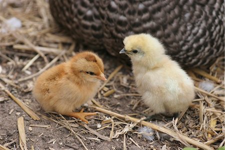 Baby chicks with hen Foto de stock - Con derechos protegidos, Código: 824-02888962