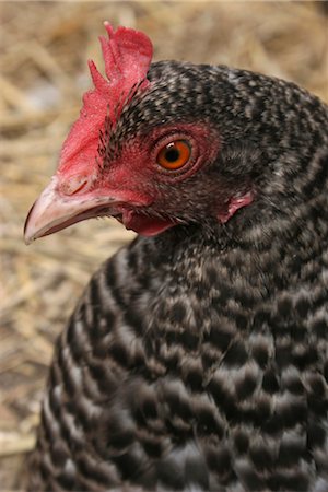 Mother hen in garden Foto de stock - Con derechos protegidos, Código: 824-02888963