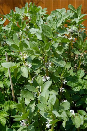 simsearch:824-02888657,k - Broad Beans in Flower Growing in Garden Stock Photo - Rights-Managed, Code: 824-03722793