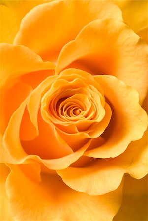 simsearch:825-07599520,k - Close-up of an orange rose Fotografie stock - Rights-Managed, Codice: 825-05814074