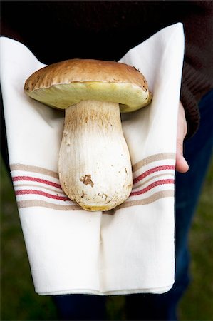 Picking ceps,a cep on a cloth Stock Photo - Rights-Managed, Code: 825-05814295