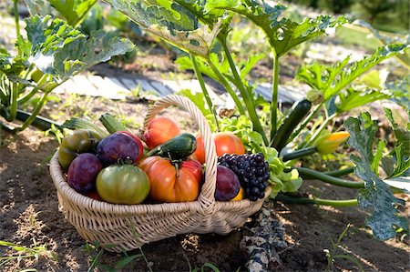 early fruit - Person holding a basket of vegetables and fruit in the vegetable garden Stock Photo - Rights-Managed, Code: 825-05814297