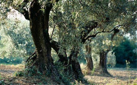 Olive trees Foto de stock - Con derechos protegidos, Código: 825-05814813