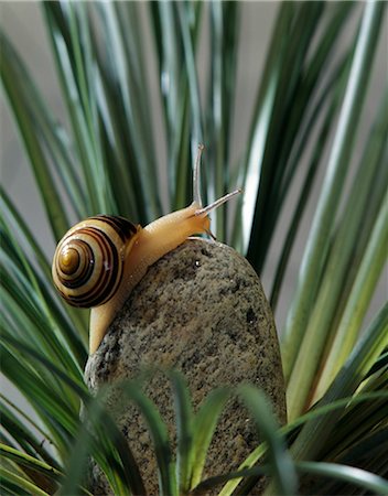 snail - Live snail on a stone Foto de stock - Con derechos protegidos, Código: 825-05815477