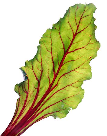 simsearch:825-06815241,k - Beetroot leaf Stock Photo - Rights-Managed, Code: 825-05815686