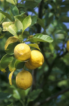 simsearch:825-03626863,k - Lemons on the tree Stock Photo - Rights-Managed, Code: 825-05811396