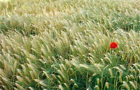 simsearch:825-05985057,k - Green wheatfield with red poppy Stock Photo - Rights-Managed, Code: 825-05811457