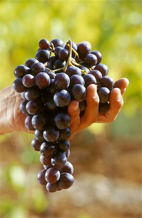 Hand holding black grapes Stock Photo - Rights-Managed, Code: 825-05811570