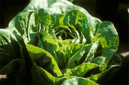 simsearch:825-05987060,k - Green lettuce Stock Photo - Rights-Managed, Code: 825-05811573