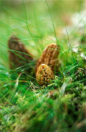 simsearch:825-07076525,k - Morel mushrooms in grass Fotografie stock - Rights-Managed, Codice: 825-05811582