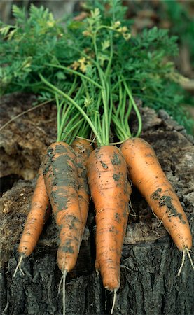 simsearch:652-03801665,k - Carrots taken out of the earth Fotografie stock - Rights-Managed, Codice: 825-05812303