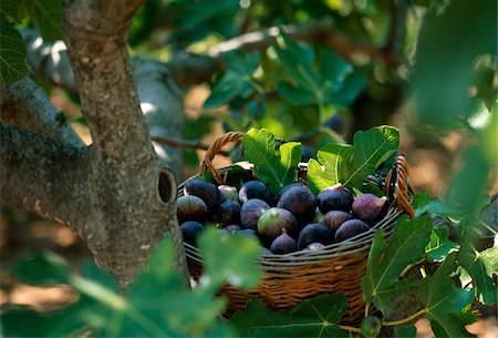 simsearch:825-03626863,k - Basket of figs Stock Photo - Rights-Managed, Code: 825-05813561