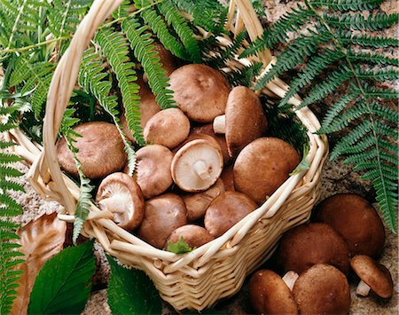 shiitake - Basket of Shiitakes Foto de stock - Con derechos protegidos, Código: 825-05813890