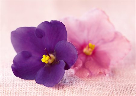 African violets Foto de stock - Con derechos protegidos, Código: 825-05836573