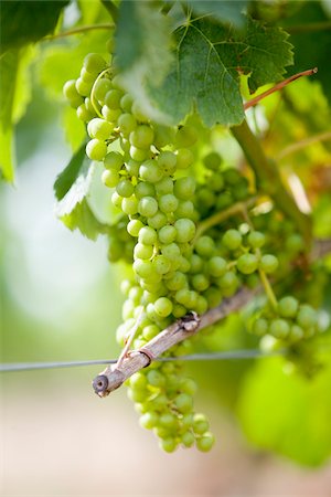 Bunch of grapes on the vine Stock Photo - Rights-Managed, Code: 825-05836740