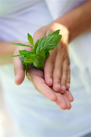 Person holding a spring of fresh Foto de stock - Con derechos protegidos, Código: 825-05836987