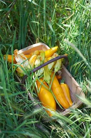 Basket of zucchini flowers on the grass Stock Photo - Rights-Managed, Code: 825-05837001