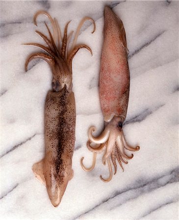 siba (tipo de molusco) - Squid Foto de stock - Direito Controlado, Número: 825-05986055