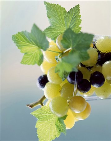 Grapes Stock Photo - Rights-Managed, Code: 825-05986075