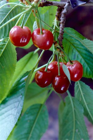 branch with cherries Foto de stock - Con derechos protegidos, Código: 825-05986319